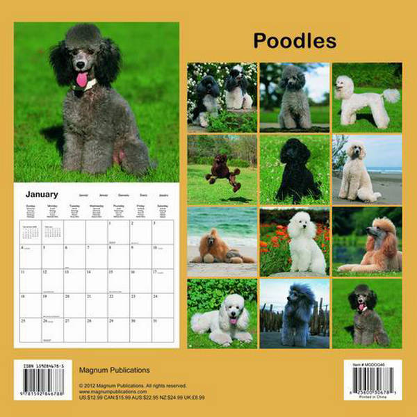 poodles-calendar-2015-mgdog44-poodle-dog-breeds