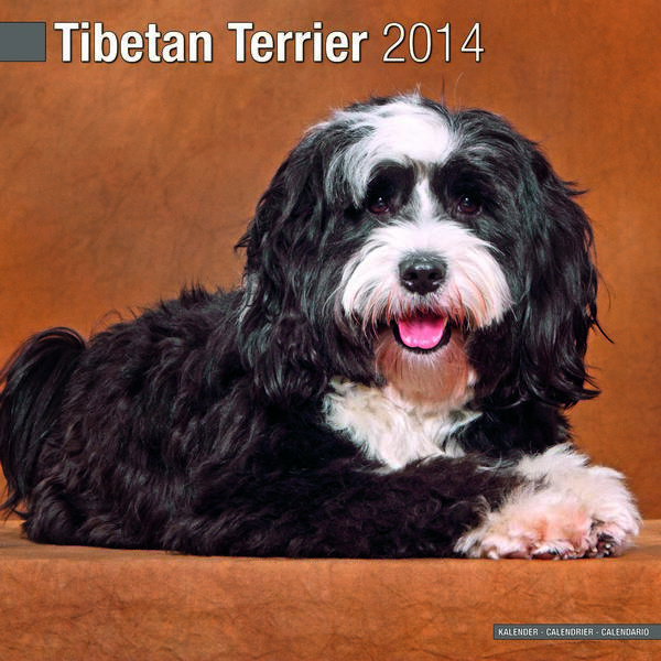 Tibetan Terrier Rmation And Pictures Tibetan Terrier Rmation And Pictures