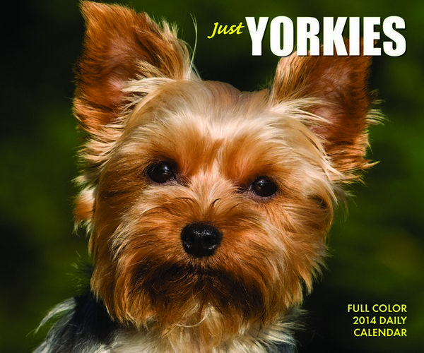 just yorkies just yorkies daily box calendar 2014 image breeds picture just yorkies just yorkies daily box calendar 2014 image breeds picture