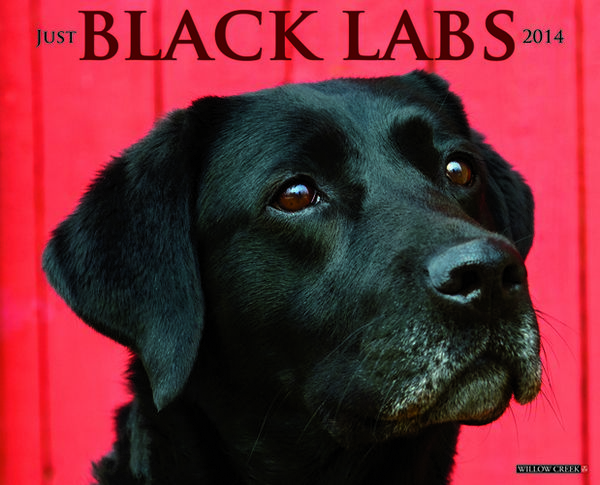 Black Labs 2014 Wall Calendar Willow Creek Press
